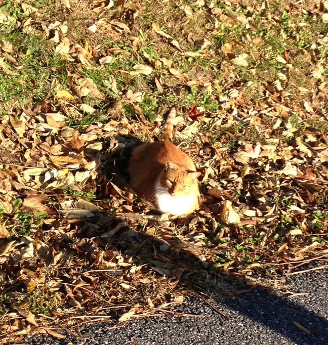 Orange-kitty