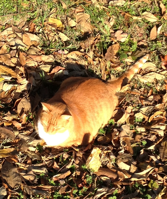 Orange-cat